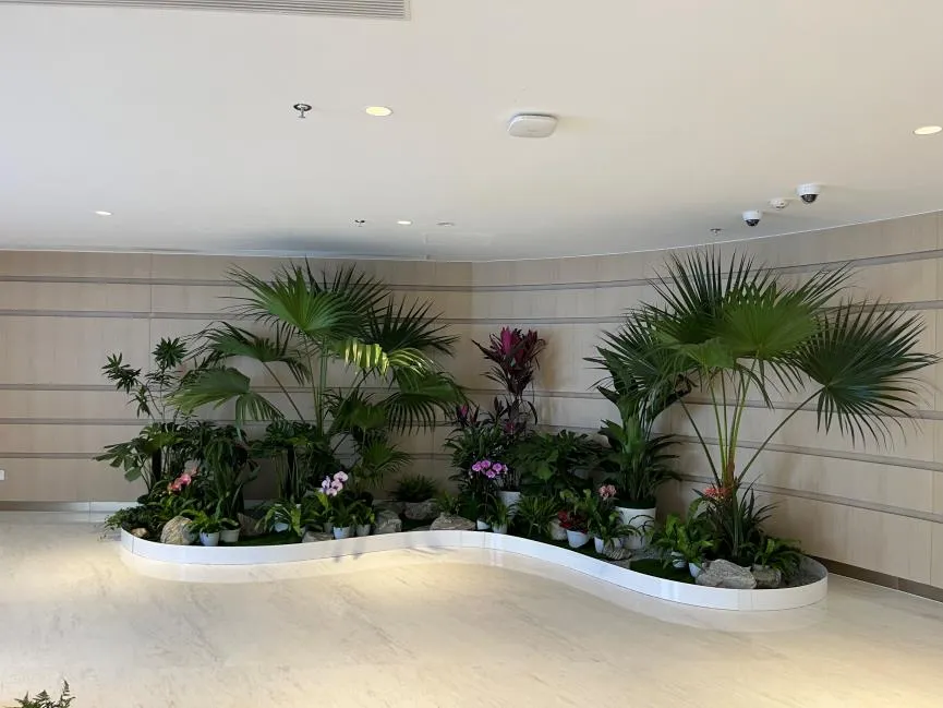 镇海植物租赁专业户，满足多样绿植需求